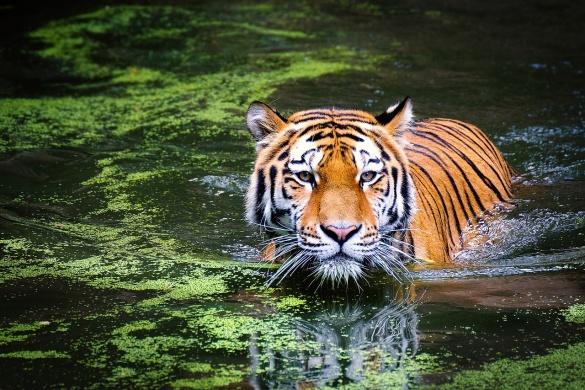 Július 29. Tigrisek világnapja