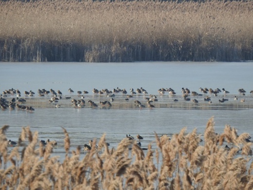 Péteri-tó túrák 2024. Ismerje meg a tó és környékének élővilágát túráink során