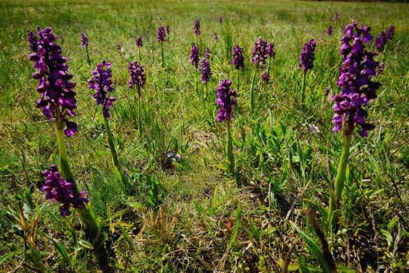 Orchidea túrák a Kiskunsági Nemzeti Parkban 2024