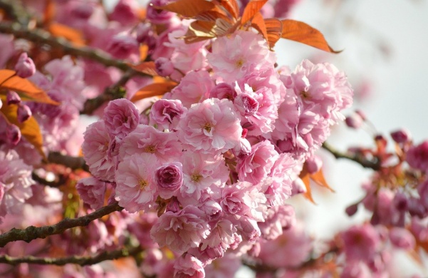 Sakura Ünnep Budapest 2024. Programok a japán kultúra kedvelőinek az ELTE Füvészkertben