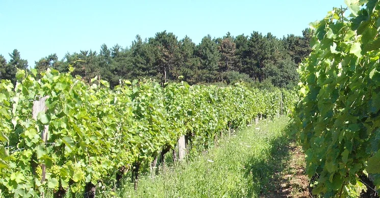 Ábrahám Pince Erdőbénye