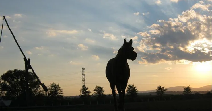 Appel Lovaskert Kistokaj