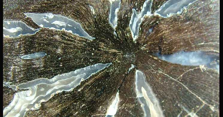 Ásványmúzeum Kövecses-Varga Lajos Gyűjtemény Siófok