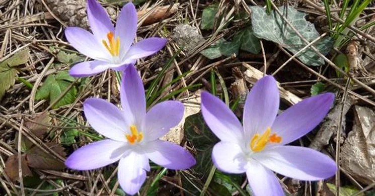 Botanikus Kert Sopron Egyetemi Élő Növénygyűjtemény