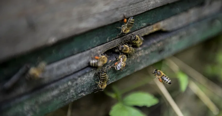 Brunner Méhészet Budapest