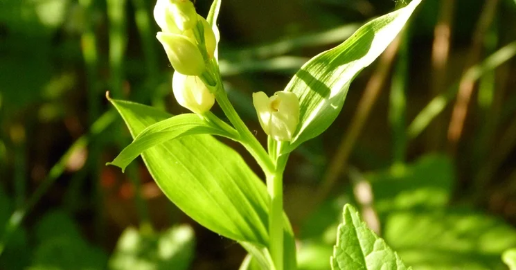 Eszterházy Károly Egyetem Botanikus kertje Eger