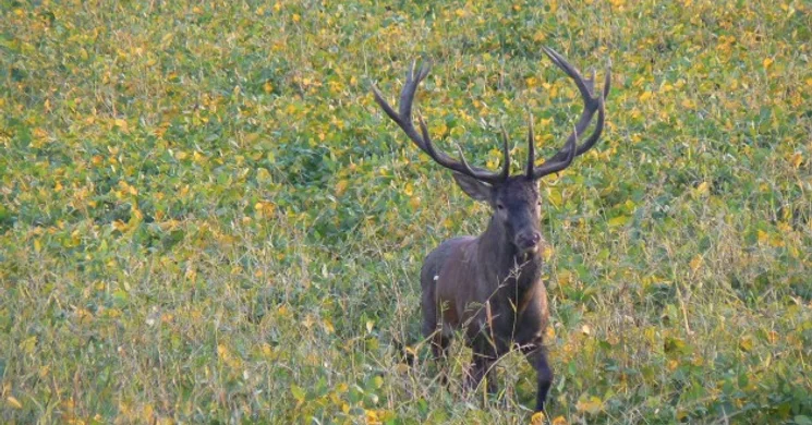 Elite Hunting  Vadászatszervező Iroda Érd