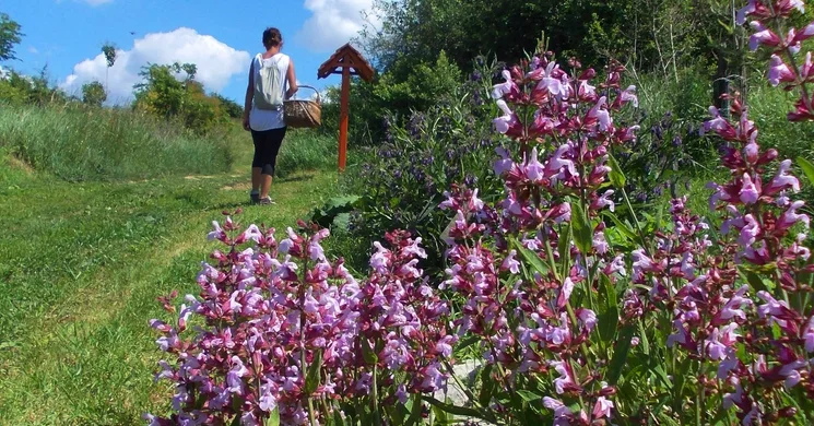 Föngyöskert Gyógynövény park Vértesacsa