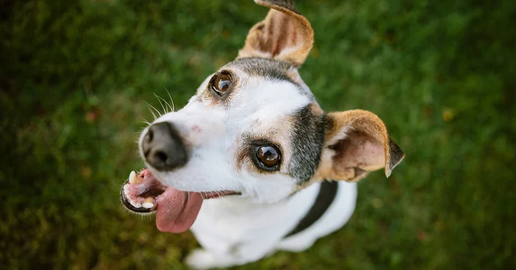 Kutyavarázs Kutyaiskola, Panzió és Tréning Központ Dunakeszi
