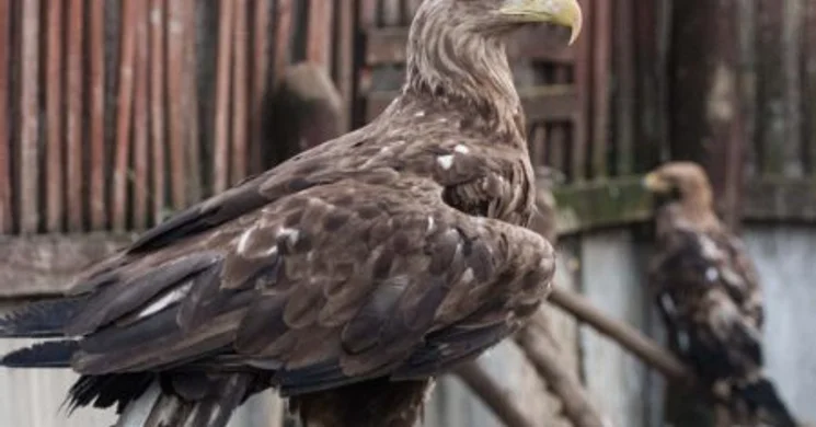 Hortobágyi Madárpark programok