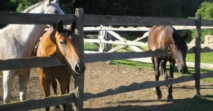Nimród Lovas Panzió Tarpa
