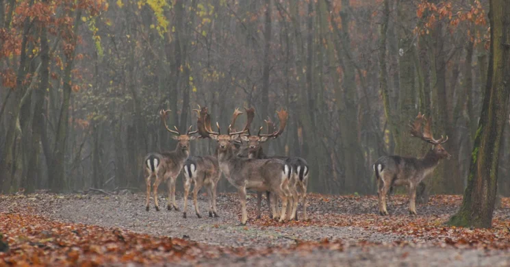 Pannonvad Vadászatszervező Iroda Solymár