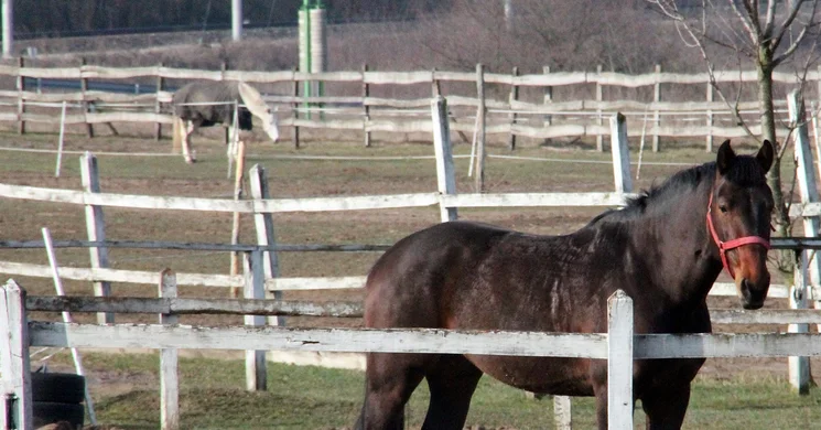 Prosper Lovasklub és Panzió Piliscsév
