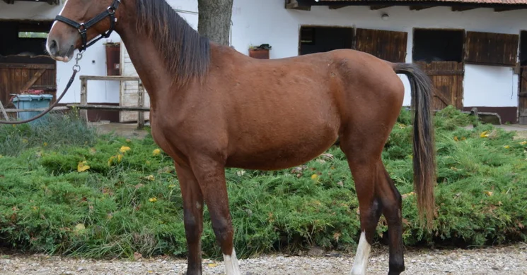 Bábolnai Arab Lovasfarm