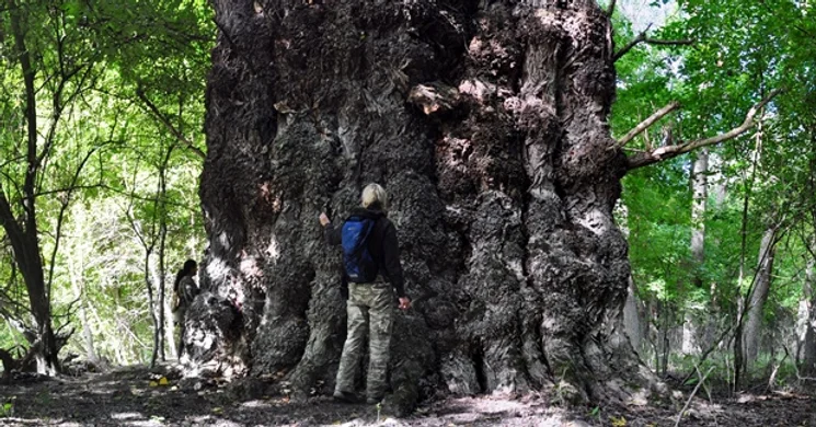 Pörbölyi Titán (Nagyfa)