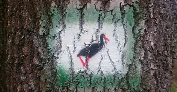 Fekete gólya tanösvény