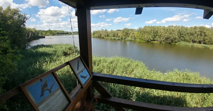 Sáros-alja madármegfigyelő torony