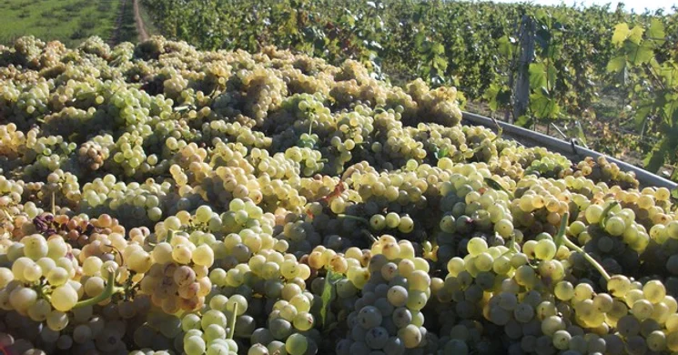 Ács Pincészet Győrújbarát