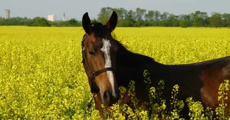 Babérliget Lovasklub Hódmezővásárhely