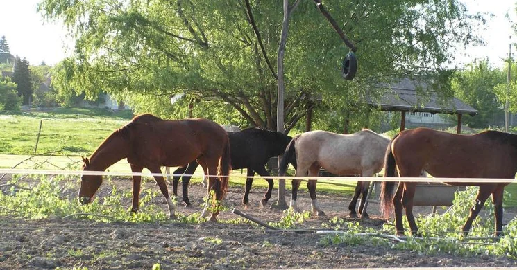 Deres Lovasudvar Kistarcsa