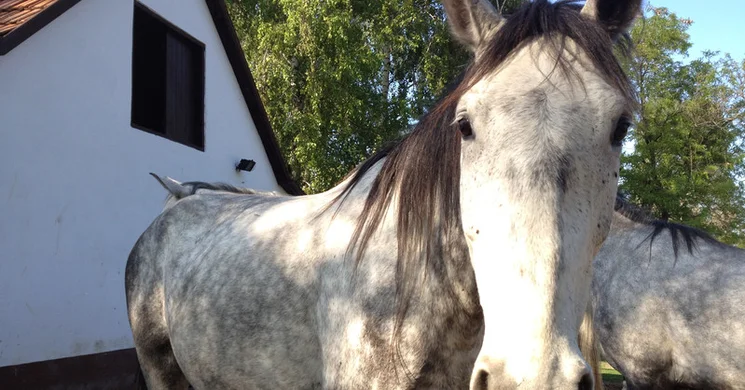 Ferkó Tanya Lovasudvar Kecskemét