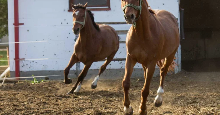 Fülöp Tanya Lovastanya és Panzió