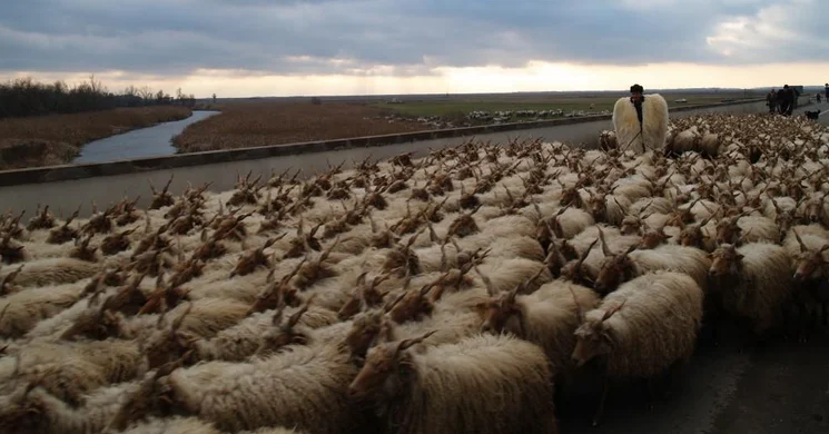 Szent Dömötör-napi Behajtási ünnep Hortobágy 2026