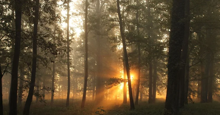 Öregerdő tanösvény