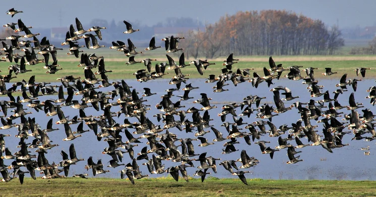 Dél-alföldi programok 2025