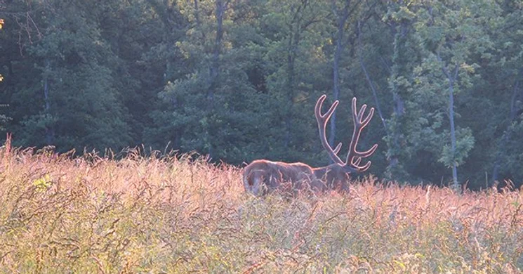 Szarvasbőgés a Körös-Maros Nemzeti Parkban 2025