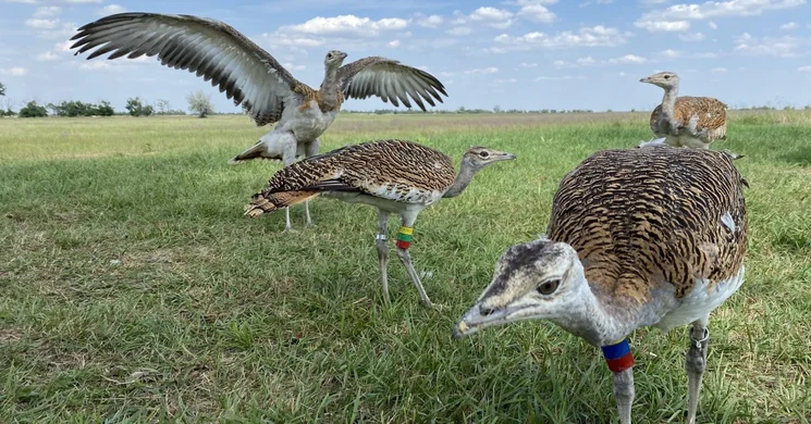 Körös-Maros Nemzeti Park Igazgatóság