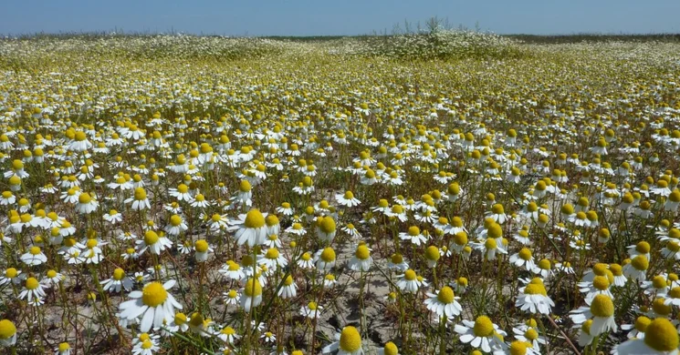 Gyógynövény túra, gyógynövényes foglalkozás 2025. Ismerkedés a gyógynövényekkel, gyógyhatásukkal