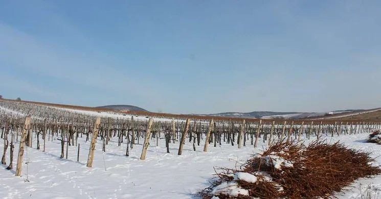 Vince-nap Mád 2026. Vince-napi vesszőszentelés és Vince-napi Nyitott Pincék