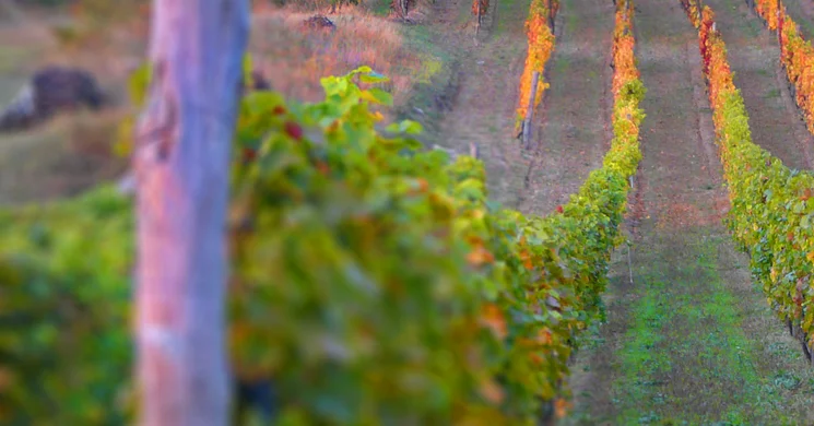 Nyolcas és Fia Borház