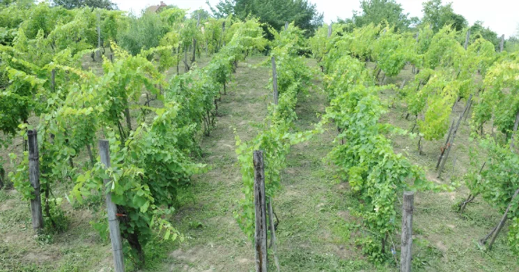 S&S Szent Donát Borház Nyúl