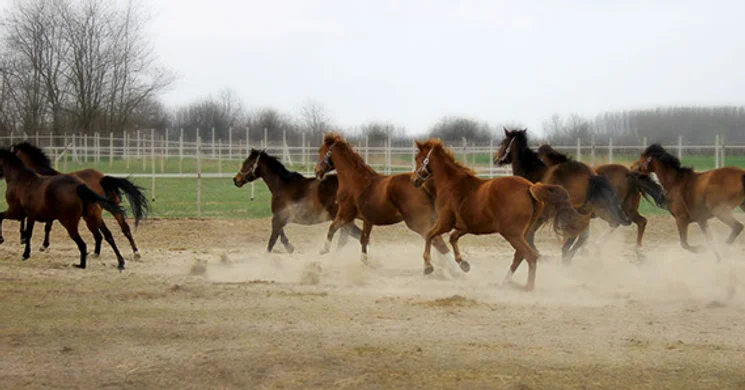 Piros Tanya Tiszakécske
