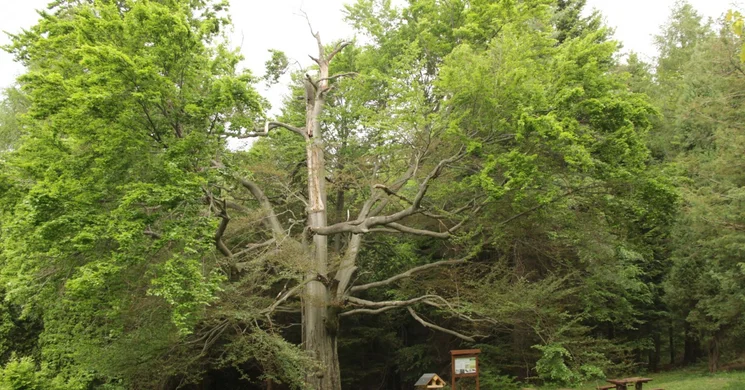 Szombathelyi Erdészeti Zrt.