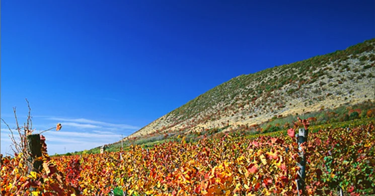 Tiffán Imre és Fia Pincészete