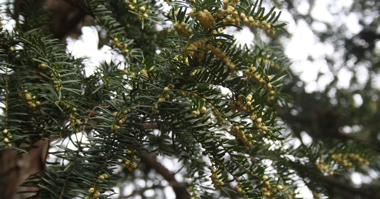 Tiszafás tanösvény Szentgál