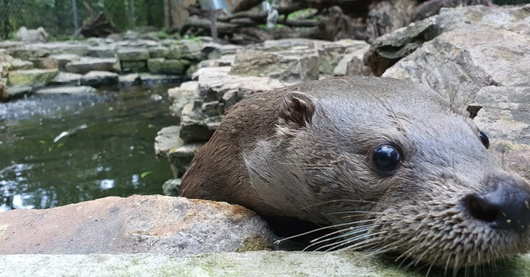 Állatok Világnapja 2026 Szegedi Vadaspark