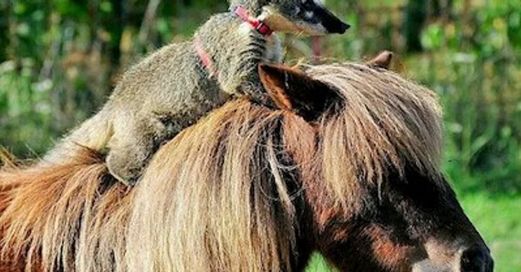 MancsRanch Állatfarm