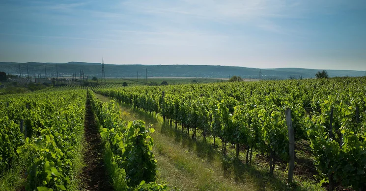 Almagyar Érseki Szőlőbirtok Eger