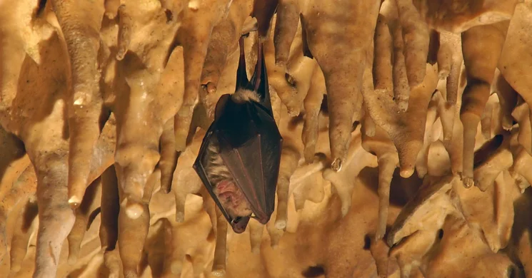 Barlangok hónapja az Aggteleki Nemzeti Parkban 2025