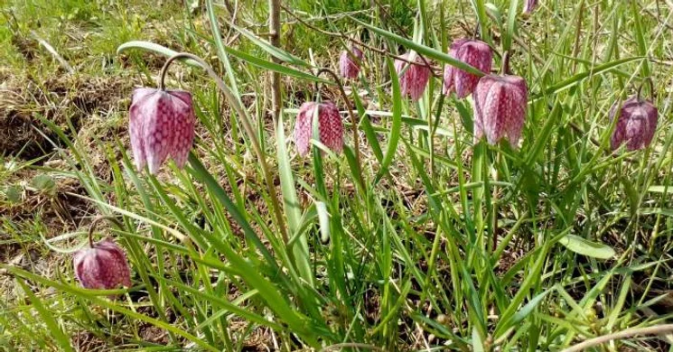 Föld Napja ünnep 2025. Kockásliliom túra az Aggteleki Nemzeti Parkban