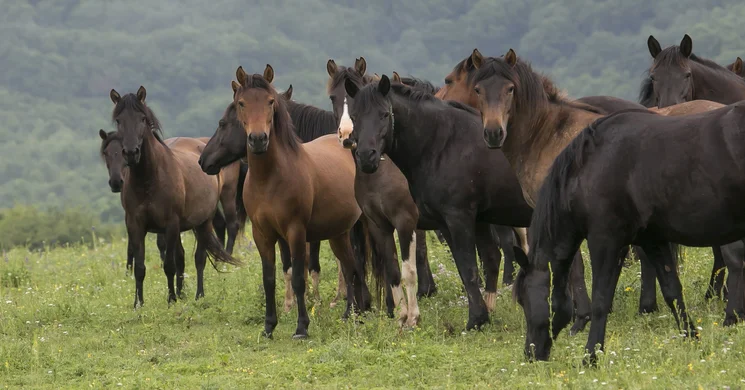 Huculok nyomán ösvény