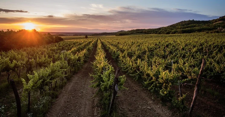 Babarczi Szőlőbirtok és Pince Győrújbarát