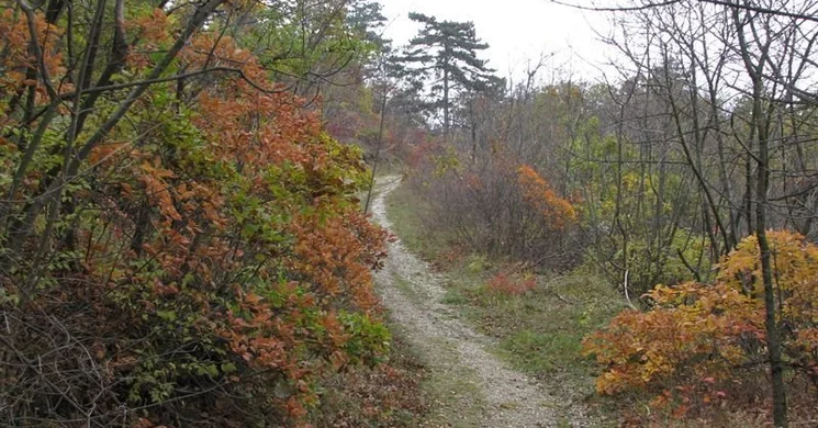 Büdöskúti Arborétum Balatongyörök