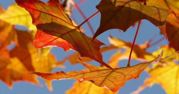 Abádszalóki Városnap 2025