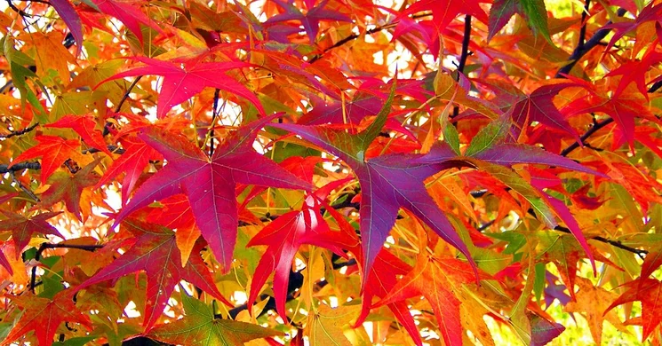 Katalin-bál 2025. Névnapi bál rendezvények, események