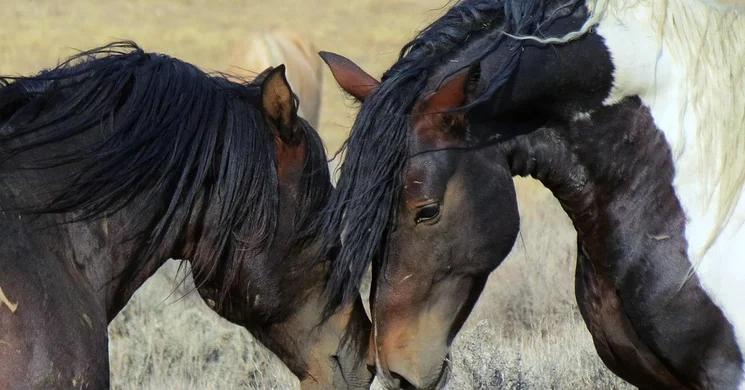 Lovas Majális 2025. Családi program a bogárzói lóversenypályán